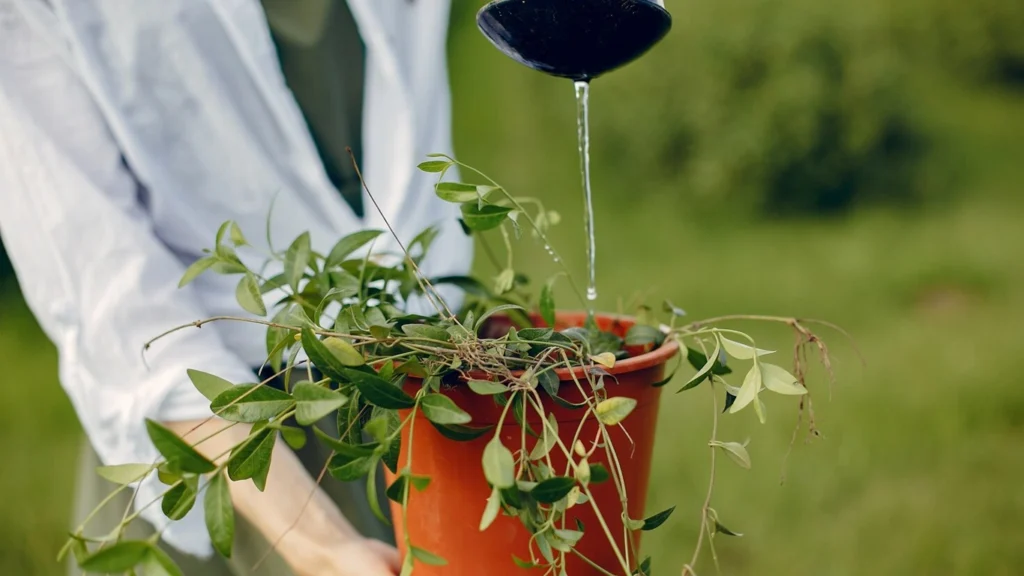 Bitkiler Ne Kadar ve Ne Zaman Sulanmalı?