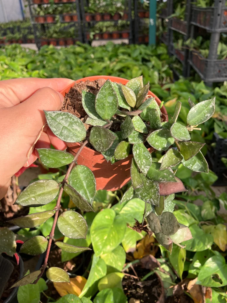 Hoya Krohniana ‘Eskimo’ (Alacalı Mum Çiçeği)