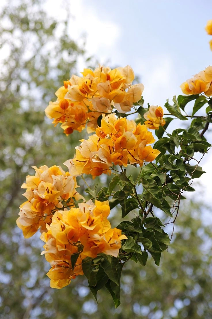 Büyük Boy Salon Bitkileri